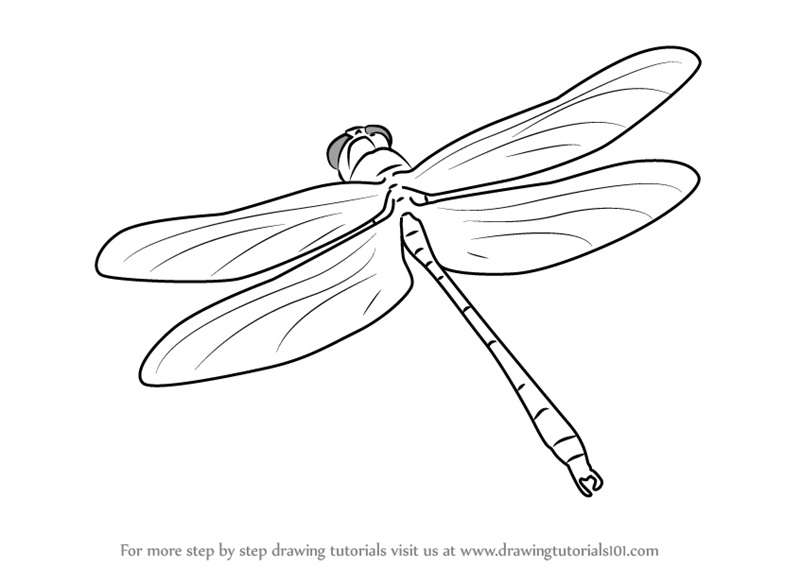 800x567 Learn How To Draw A Dragon Fly In Flight - Flight Drawing