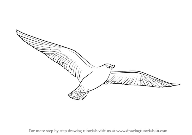 800x565 Learn How To Draw A Flying Bird - Flight Drawing