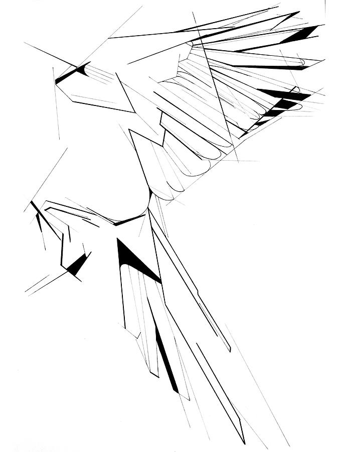 674x900 Magpie In Flight Drawing - Flight Drawing