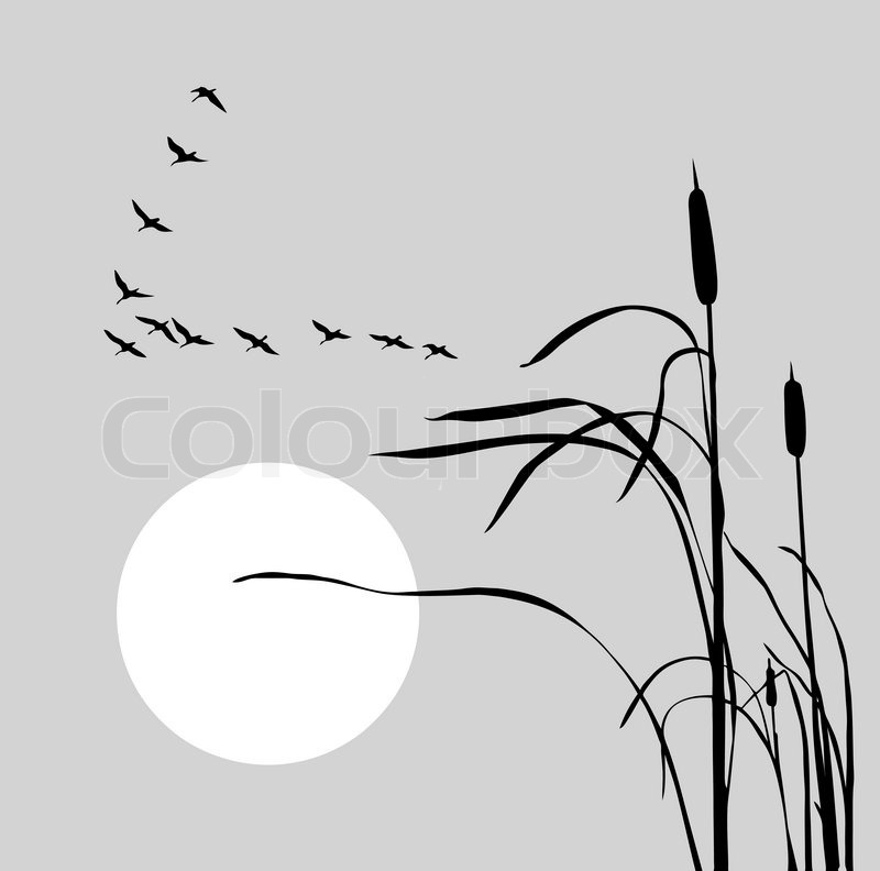 800x792 vector drawing flock geese on bulrush stock vector colourbox - Flock Drawing