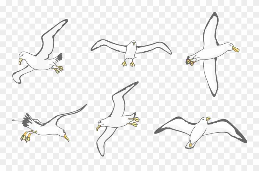 880x580 download albatross drawing wing - Flock Drawing