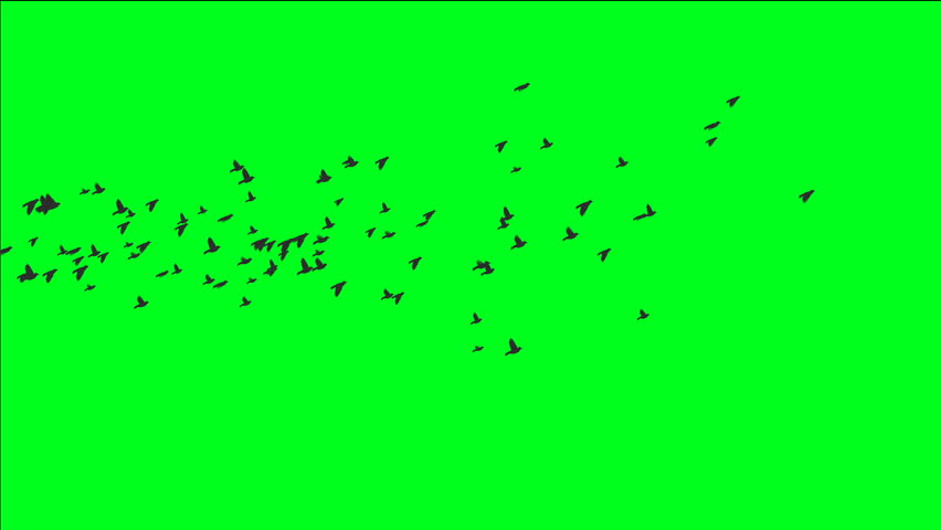 852x480 flock birds drawing stock video footage - Flock Of Birds Drawing