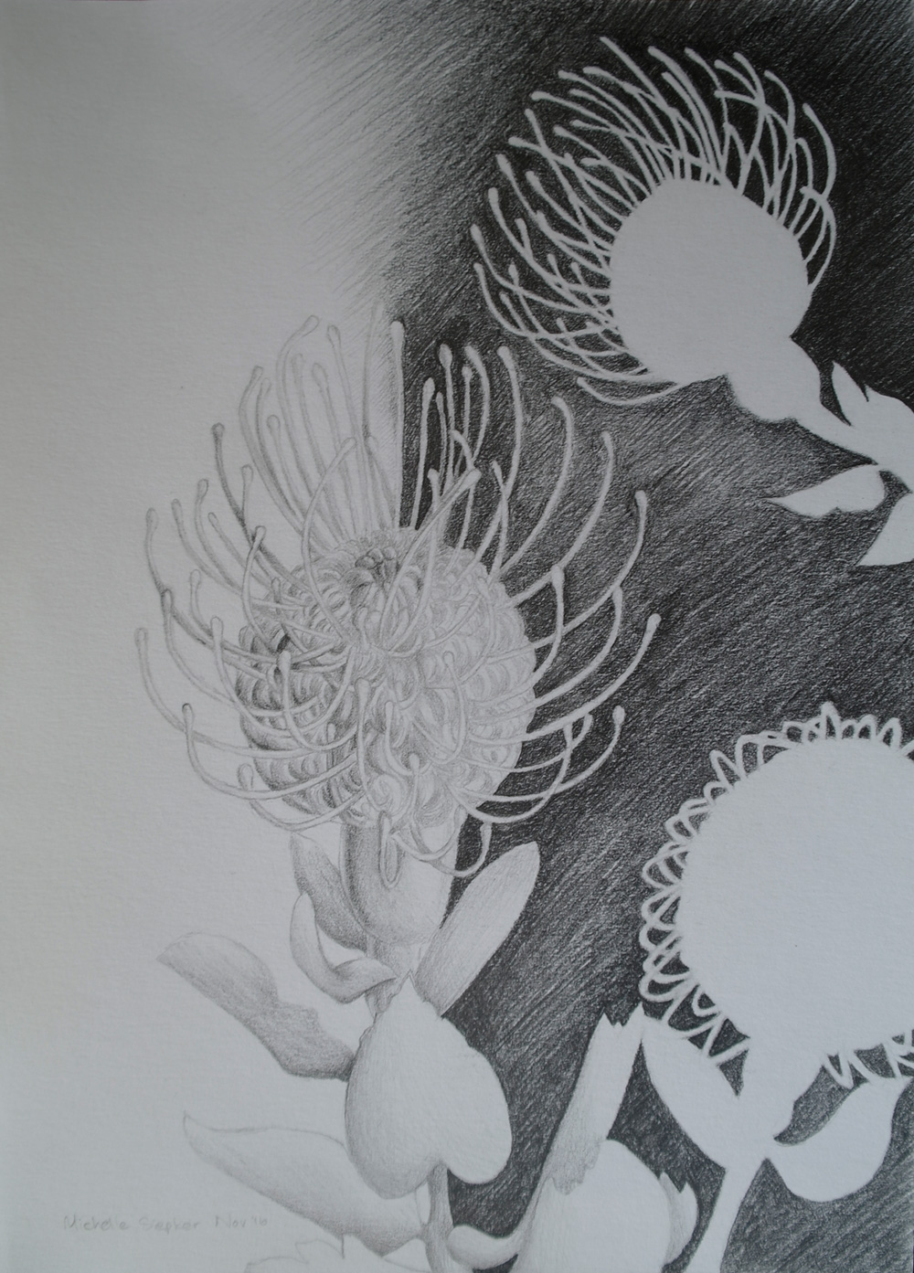 1000x1393 flora drawings commission your own - Flora Drawing