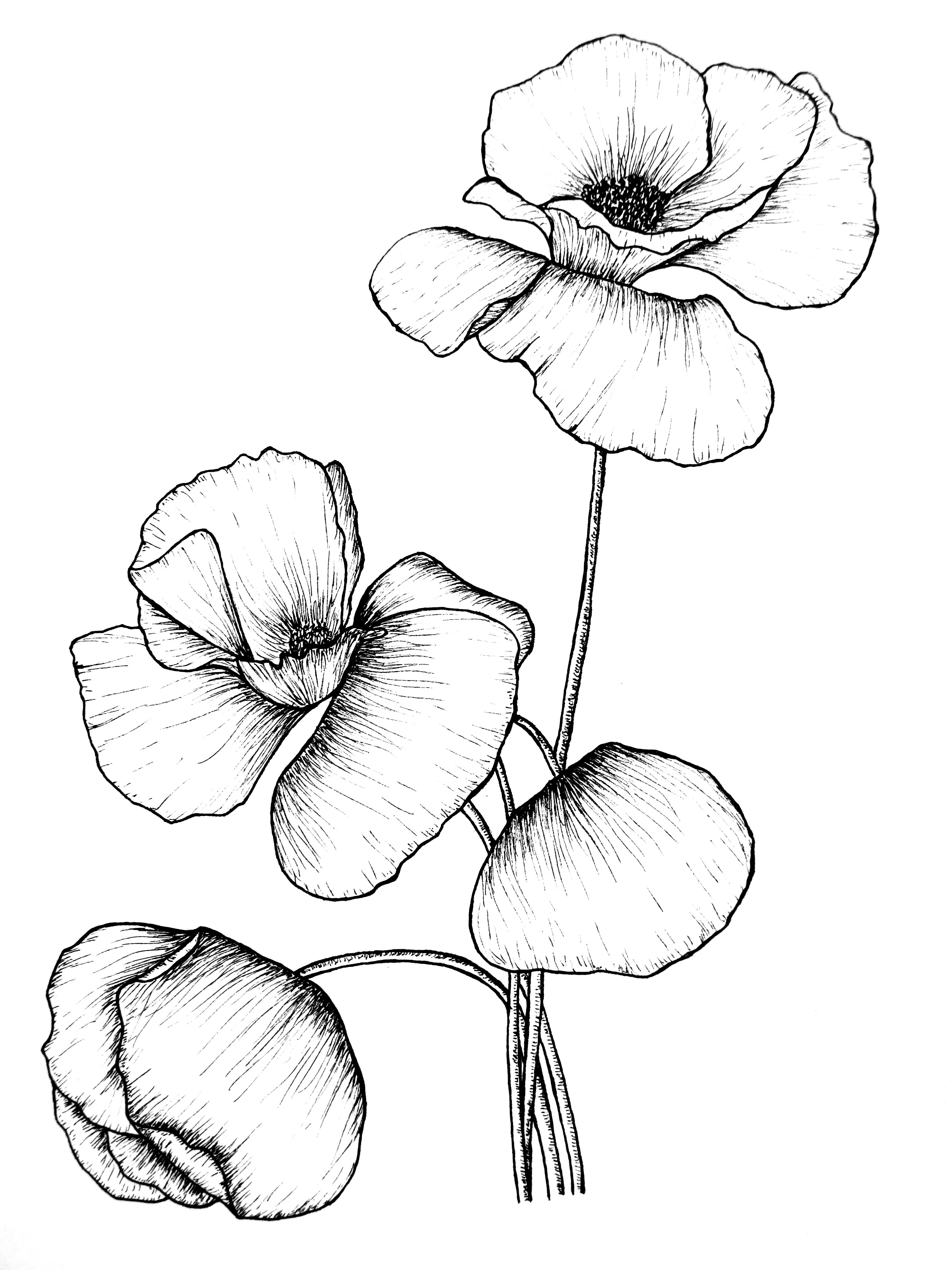 3456x4608 Poppy Flower Giclee Print - Flora Drawing