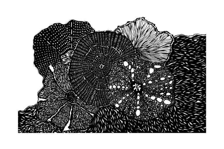 770x513 sea flora pen and ink drawing - Flora Drawing