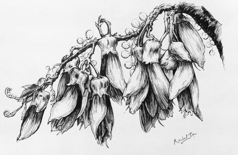 765x500 studio one toi flora and fauna drawing realistic - Flora Drawing