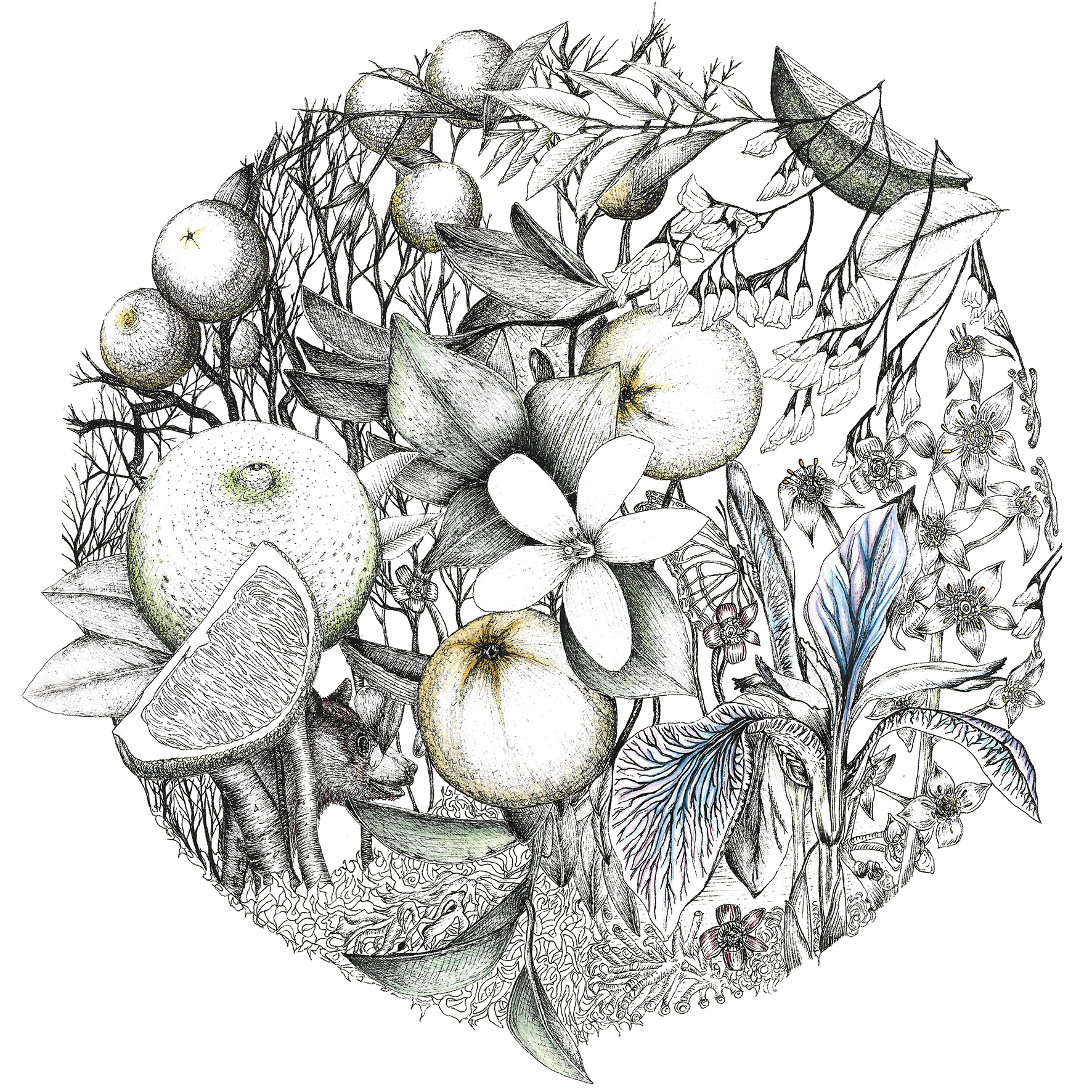 1772x1772 terra flora, the illustration - Flora Drawing