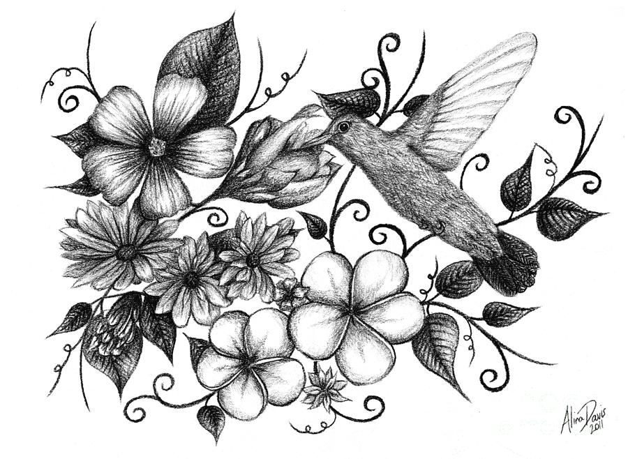 900x658 hummingbird and floral sketch drawing - Floral Drawings