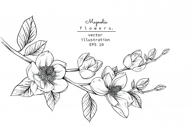 626x417 Magnolia Flower Drawings Vector Premium Download - Floral Drawings
