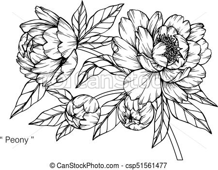 450x350 Peony Flower Drawing And Sketch With Black And White Line Art - Floral Drawings