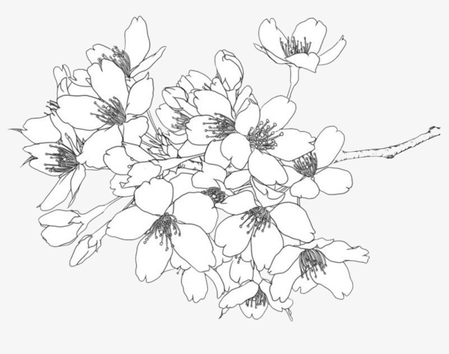 20 Latest Line Drawing Flowers Barnes Family