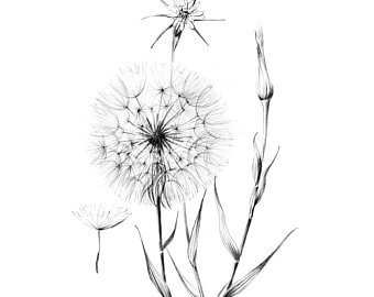 340x270 Botanical Art Dahlias Sketch Line Drawing Flower Artwork Etsy - Floral Line Drawing