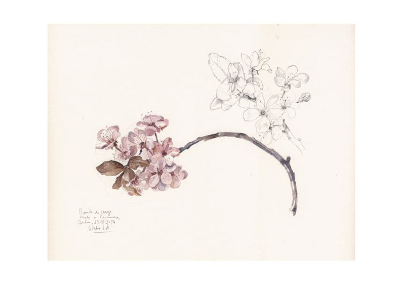 794x561 Cherry Blossom Print Drawing Of Cherry Pencil Drawing And Etsy - Floral Print Drawing