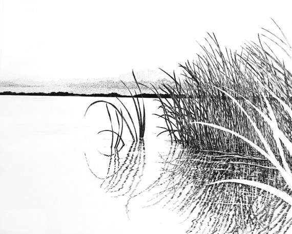 570x457 Lake Trafford Florida Drawingeverglade Artpen And Ink Etsy - Florida Drawing