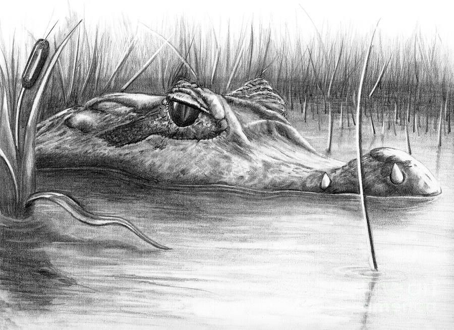 900x654 don stewart wetland alligator drawing step step, gator this is - Florida Gators Drawing