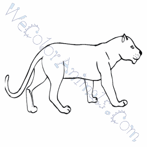 300x300 Florida Panther Coloring Pages - Florida Panther Drawing