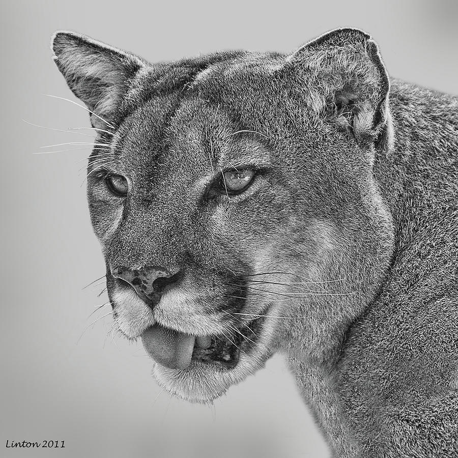 900x900 Florida Panther Digital Art - Florida Panther Drawing