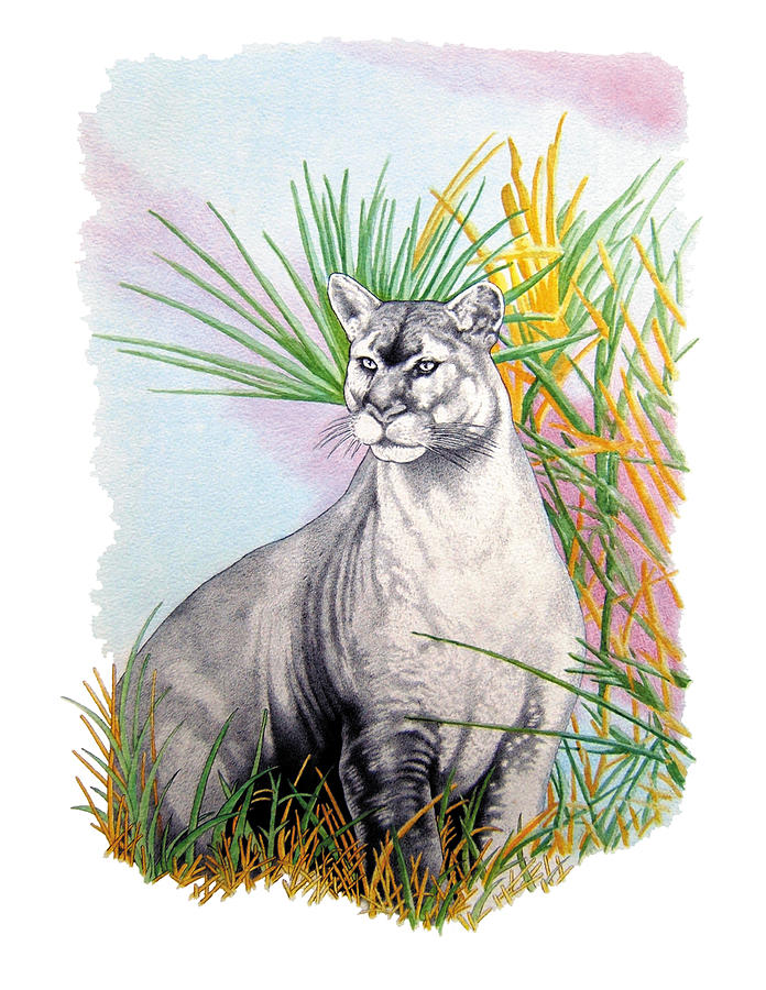696x900 Florida Panther Drawing - Florida Panther Drawing