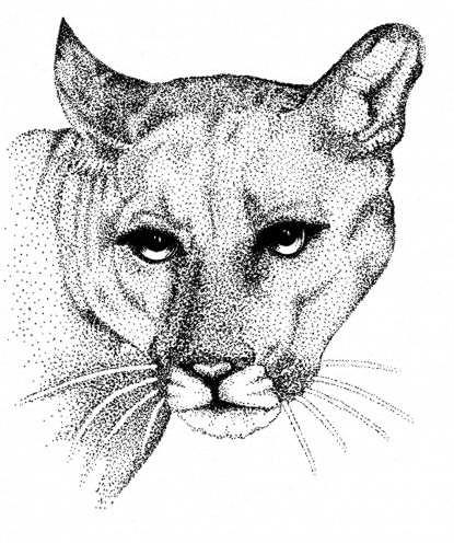 415x496 Florida Panther Drawing - Florida Panther Drawing
