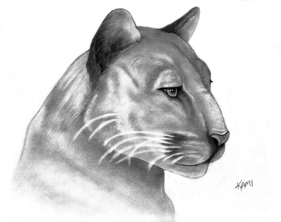 900x711 Florida Panther Drawing - Florida Panther Drawing