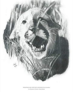 Florida Panther Drawing At PaintingValley.com | Explore Collection Of ...