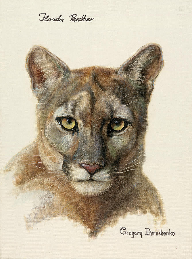 Florida Panther Drawing at Explore collection of