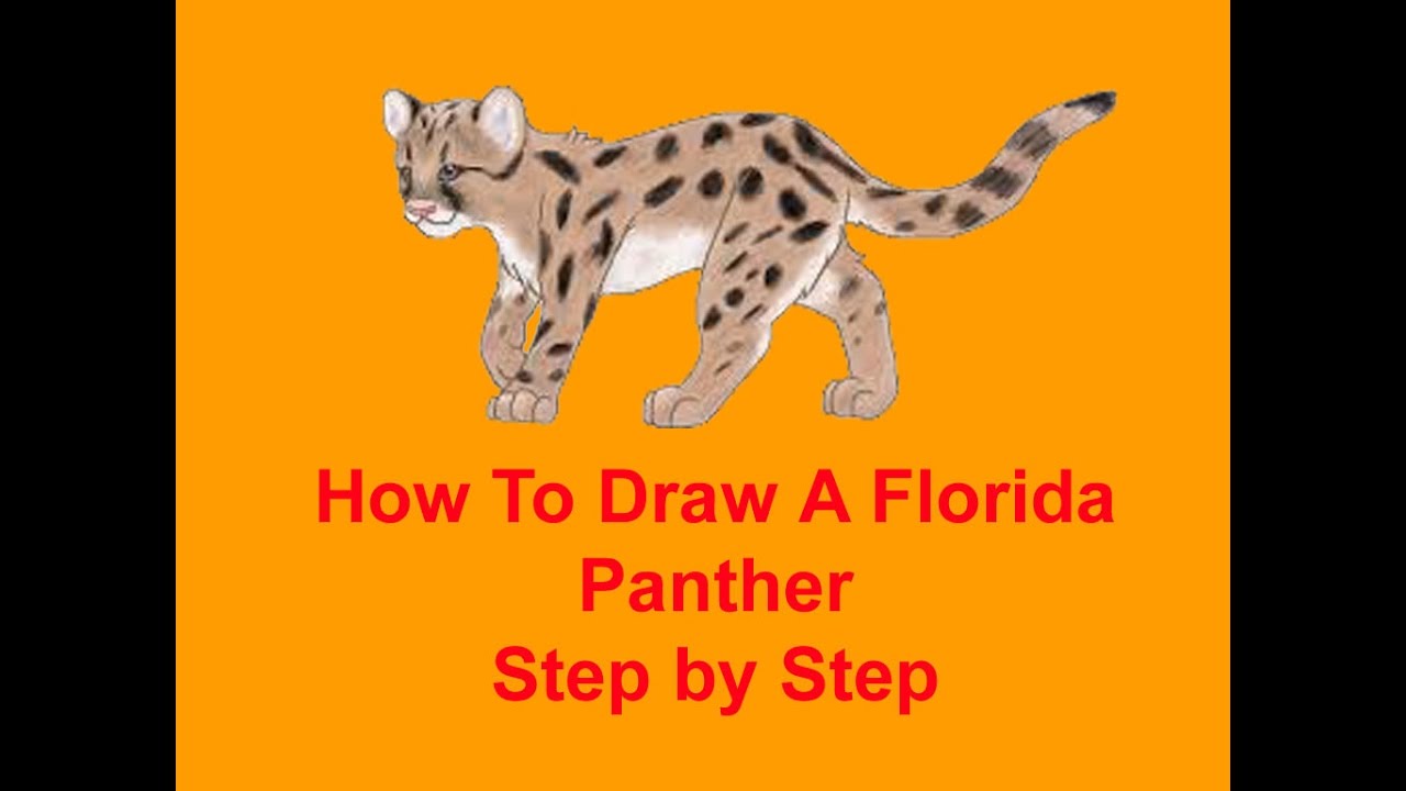 Florida Panther Drawing At PaintingValley.com | Explore Collection Of ...