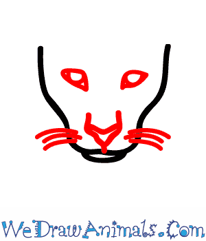 300x350 How To Draw A Florida Panther - Florida Panther Drawing