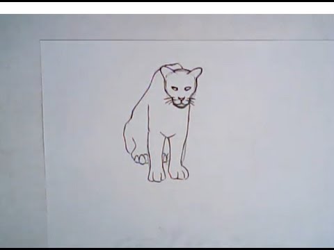480x360 How To Draw A Florida Panther - Florida Panther Drawing