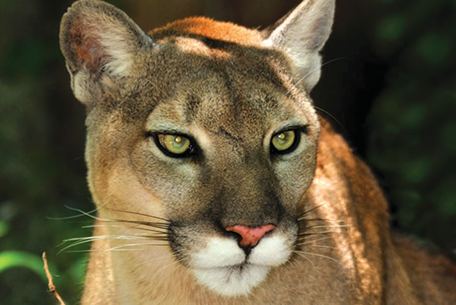 650x435 puma concolor coryi - Florida Panther Drawing