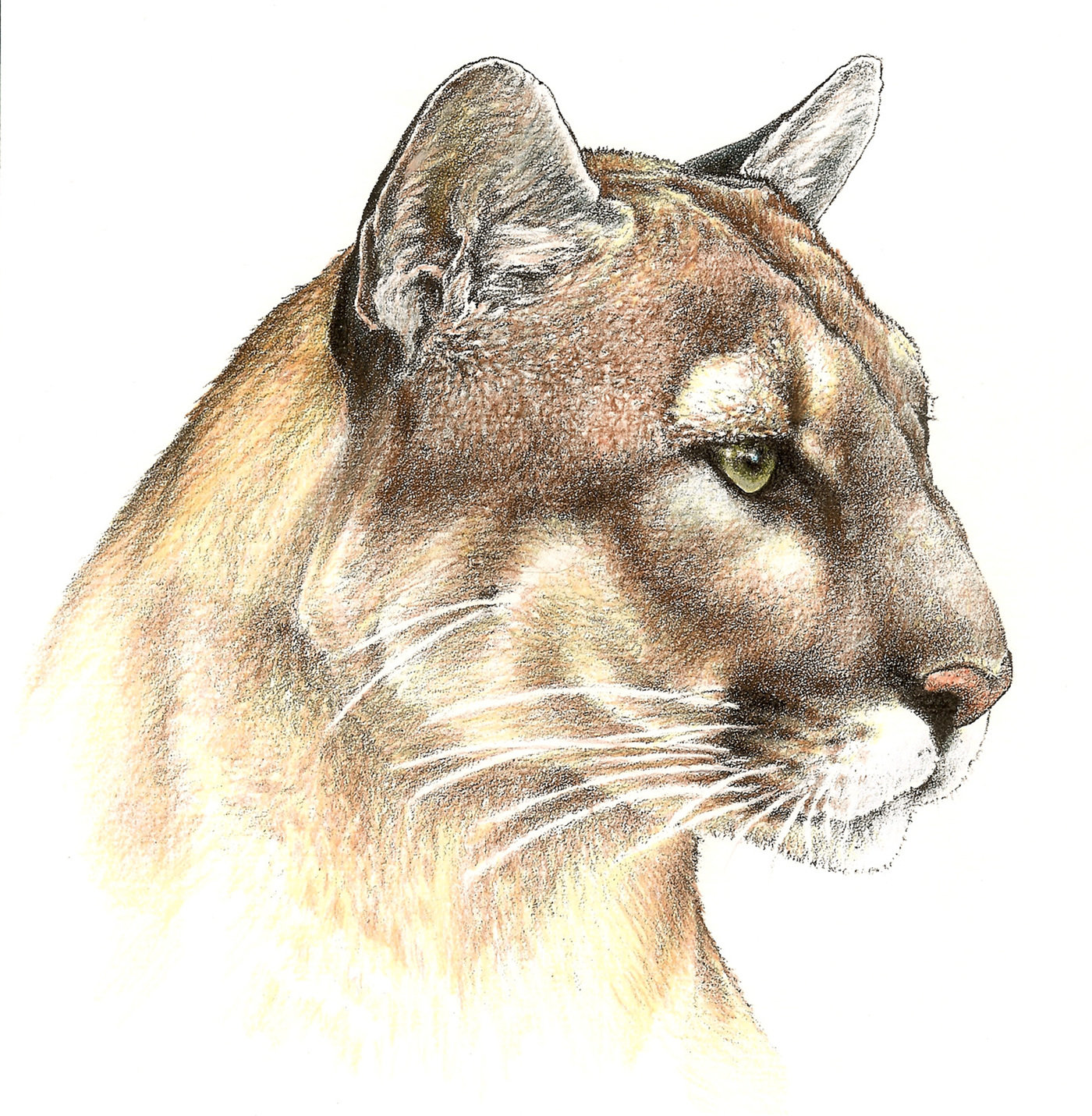 1400x1431 Wildlife Art - Florida Panther Drawing
