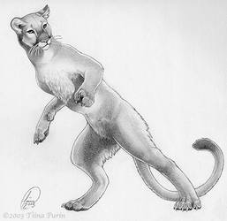 257x250 Floridapanther Explore Floridapanther - Florida Panther Drawing