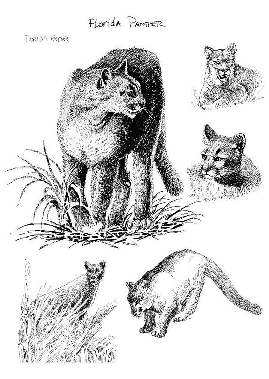 531x750 Coloring - Florida Panther Drawing