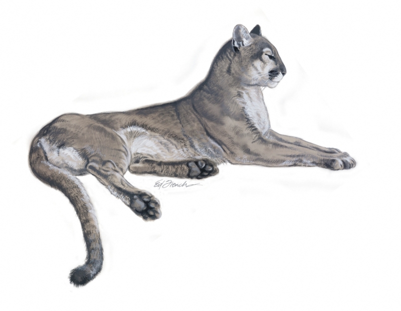 Florida Panther Drawing at PaintingValley.com | Explore collection of