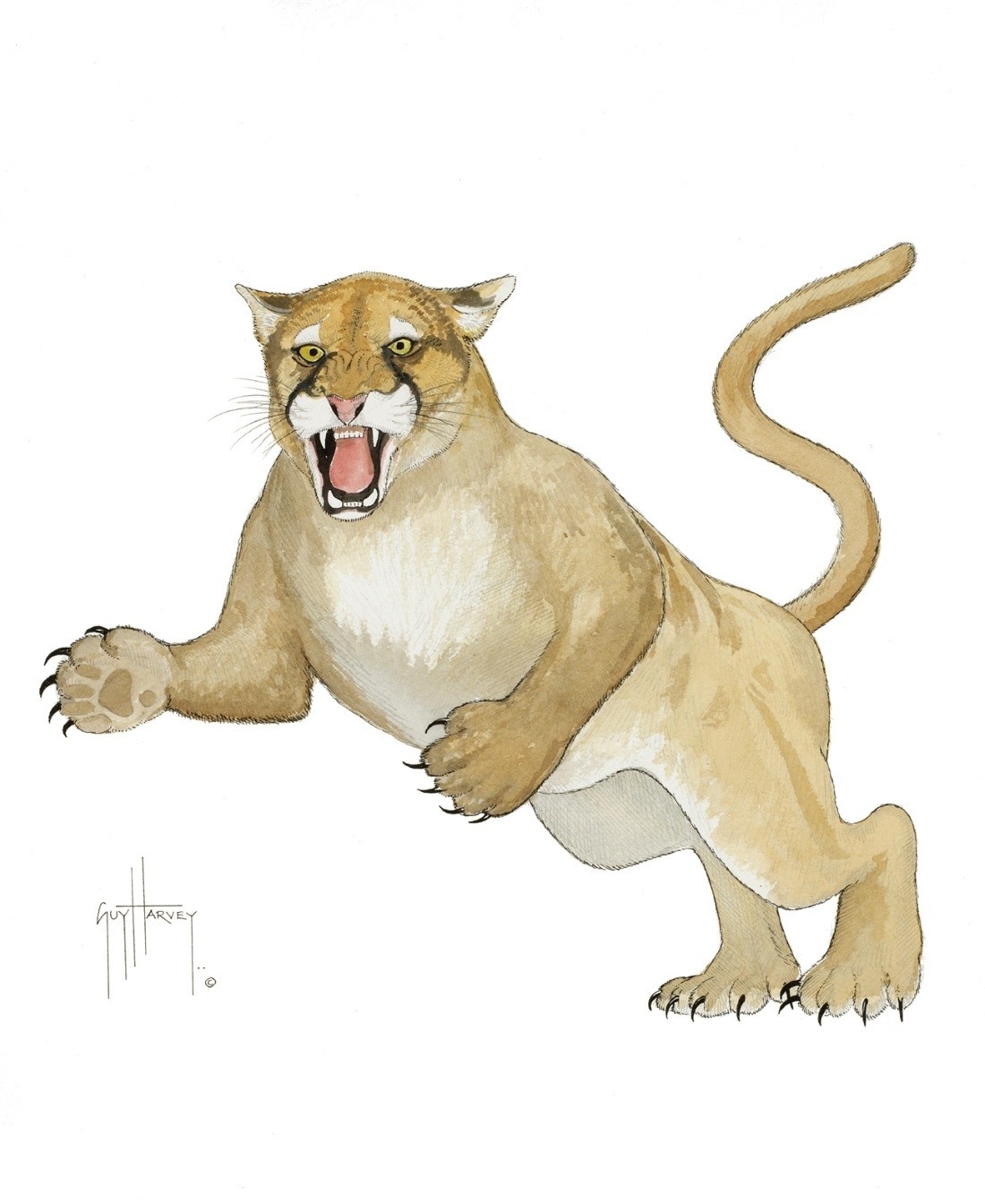 Florida Panther Drawing at Explore collection of