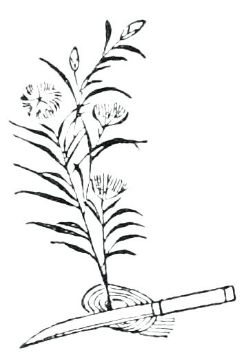 360x519 japanese flower drawing flower arrangement japanese flower drawing - Flower Arrangement Drawing