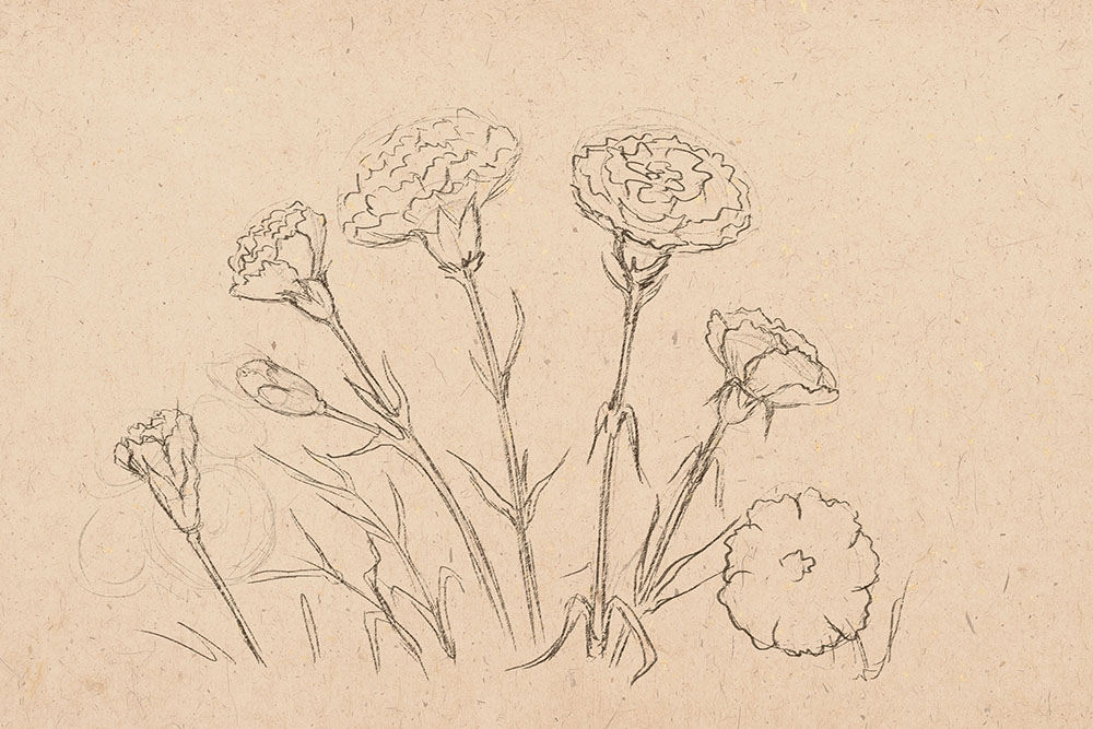 1000x667 how to draw carnations - Flower Art Drawing