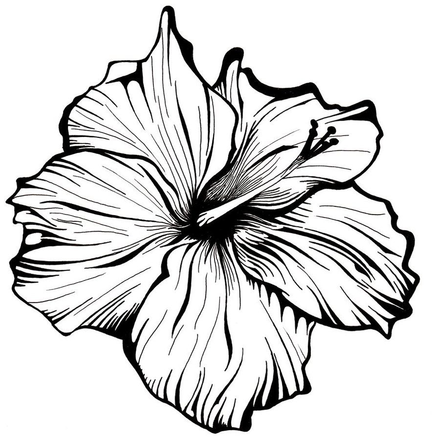 894x894 White Flower - Flower Art Drawing