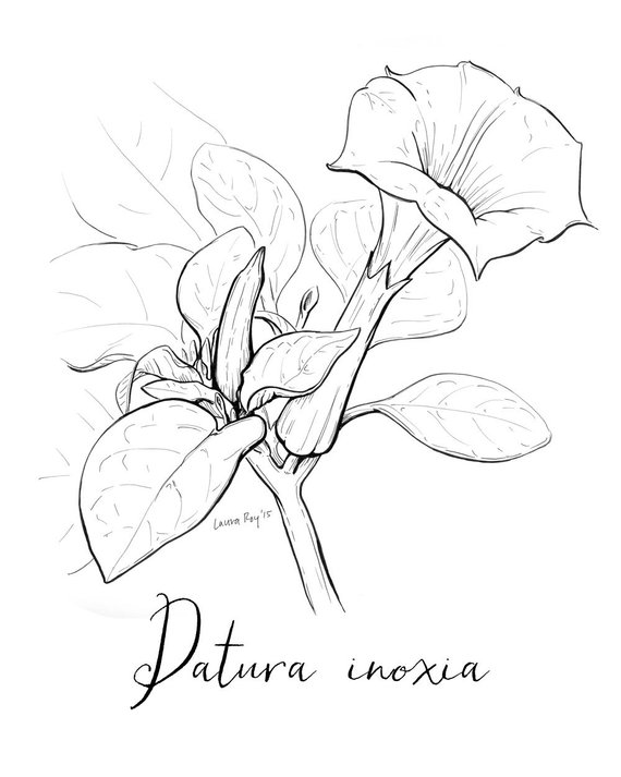 570x713 Datura Flower Art Floral Art Pen And Ink Ink Drawing Etsy - Flower Art Drawings