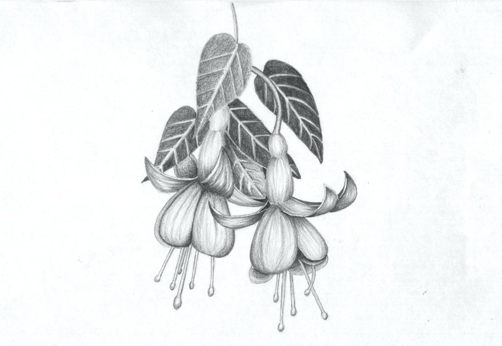1024x706 Fresh Pencil Drawings Of Flowers Or Easy Flower Drawings In Pencil - Flower Art Drawings