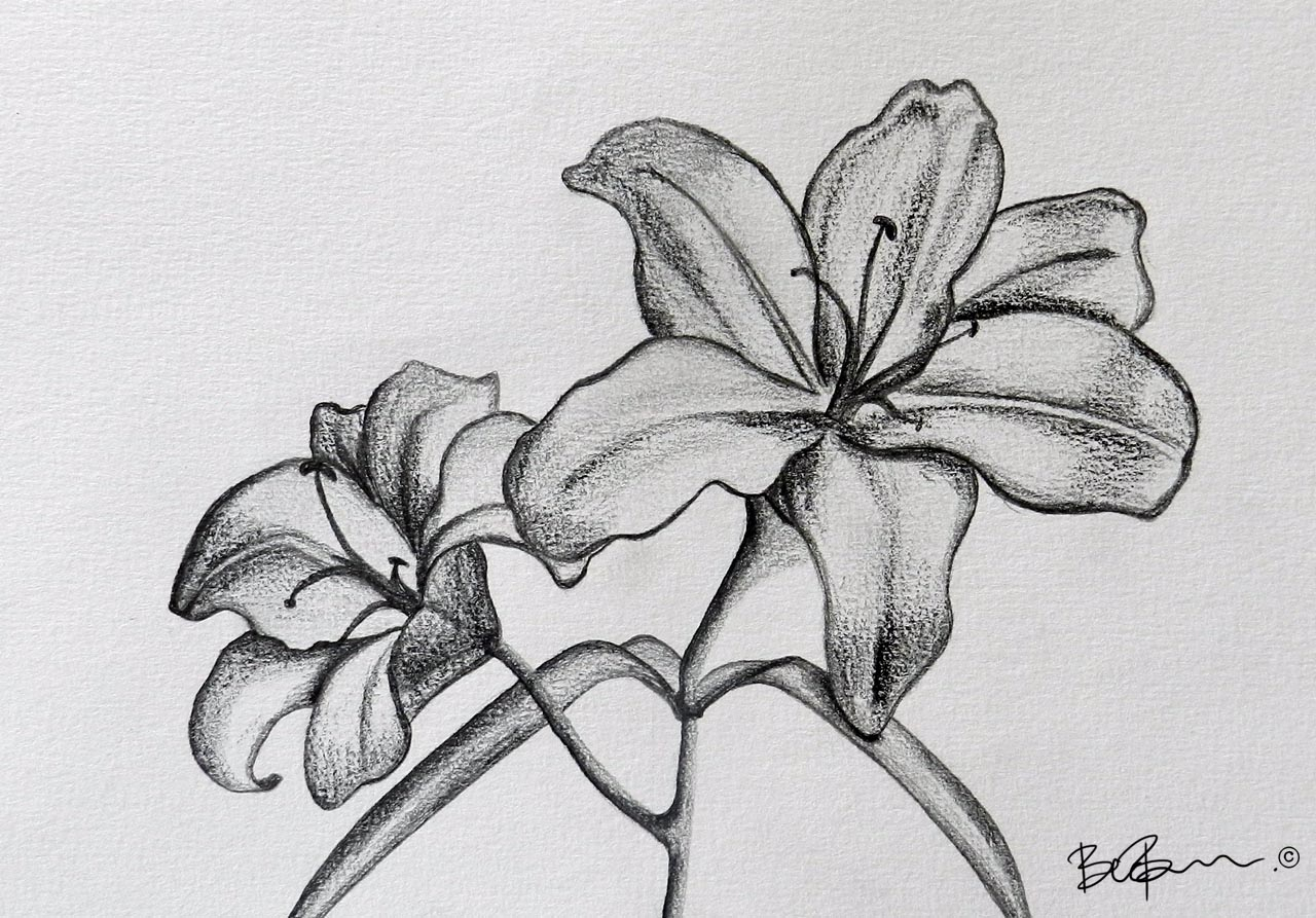 1280x893 Pencil Sketch Drawings Of Flowers And Flower Pencil Sketch Art - Flower Art Drawings