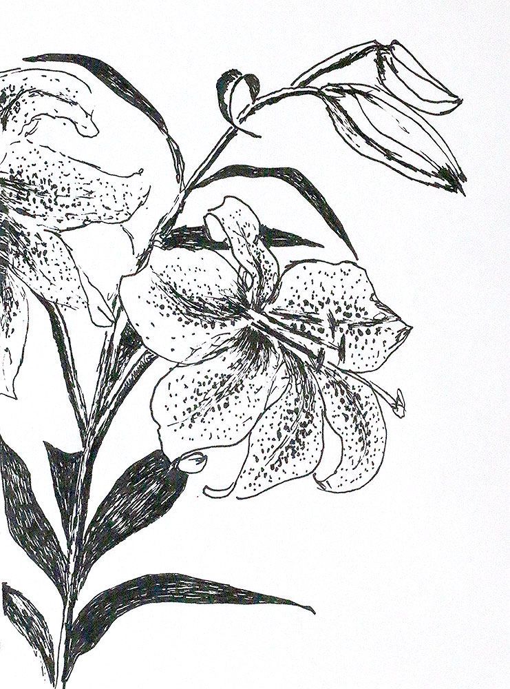 741x1000 Flowers Images Drawings - Flower Art Drawings