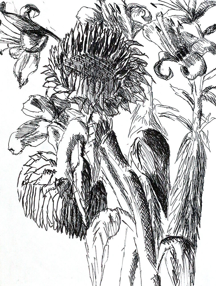 757x1000 Sunflowers Drawings Raphael Perez Drawing Flowers Drawing - Flower Art Drawings
