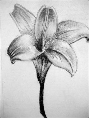 290x386 bbc - Flower Art Drawings