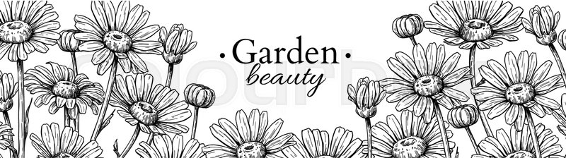 800x224 daisy flower banner drawing vector stock vector colourbox - Flower Banner Drawing