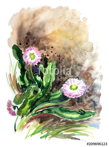 371x500 daisies in the garden on the flower bed, watercolor drawing - Flower Bed Drawing