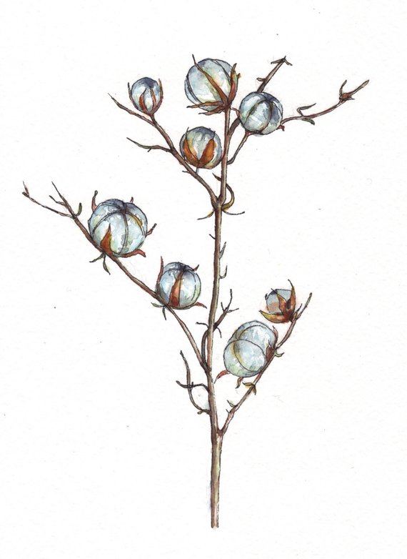 570x782 Cotton Flower Branch Watercolor Painting Etsy - Flower Branch Drawing