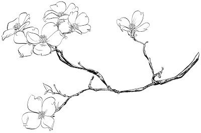 400x264 Dogwood Tree Flower Coloring Pages Sketch Coloring - Flower Branch Drawing