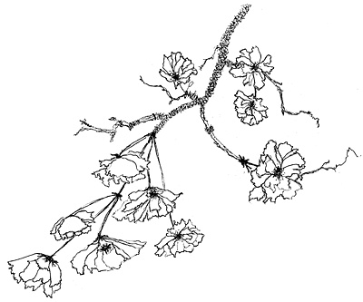 400x333 flower daughter analogy poem teen ink - Flower Branch Drawing