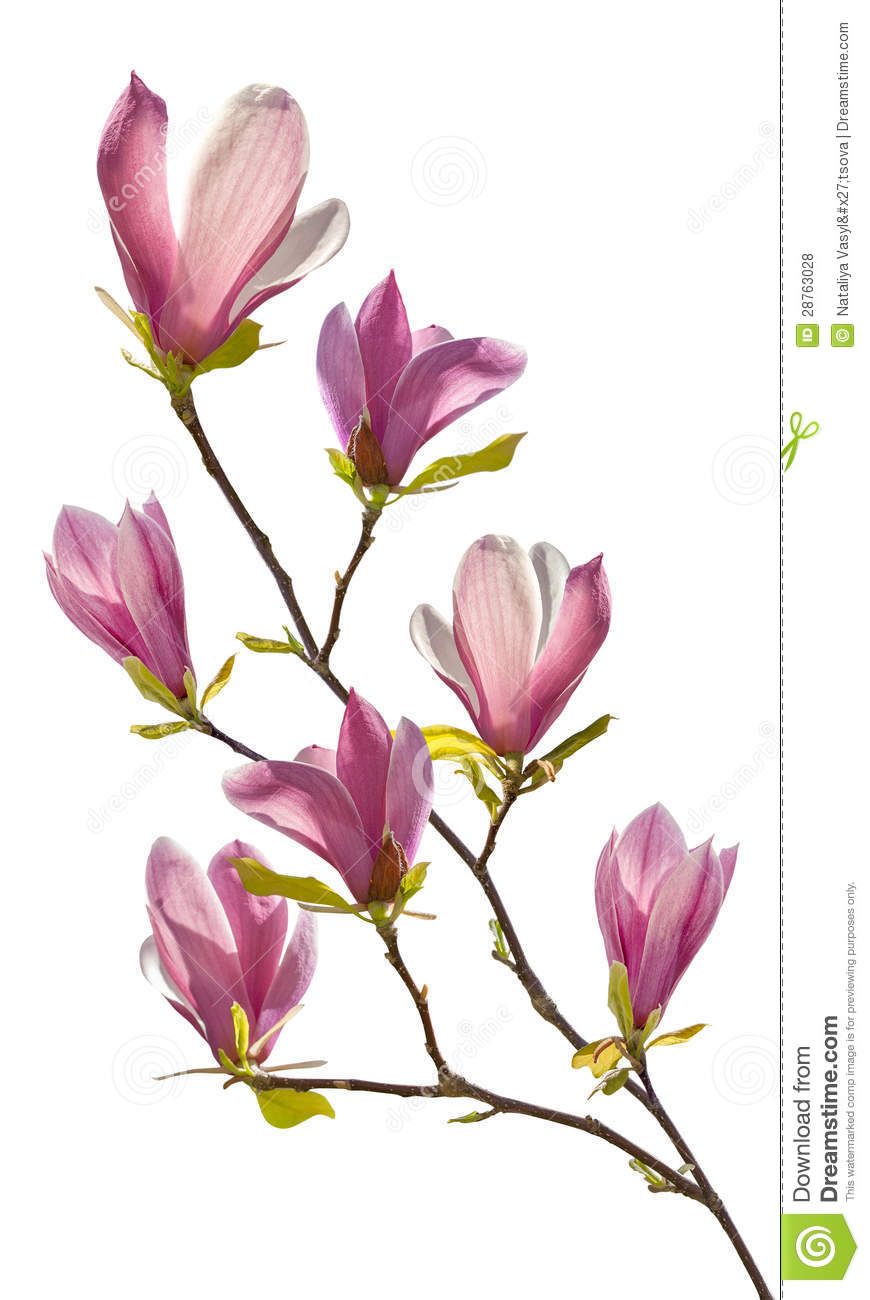 870x1300 Flowering Branch Of Magnolia Because It's Lovely - Flower Branch Drawing